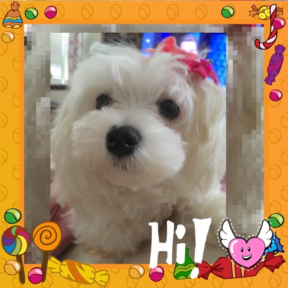 🌹🐾MEET ZARA, MY POSH ASSISTANT🐾🌹 - Picture 3 of 5